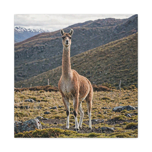 Guanaco (098) - Great Pictures Framed