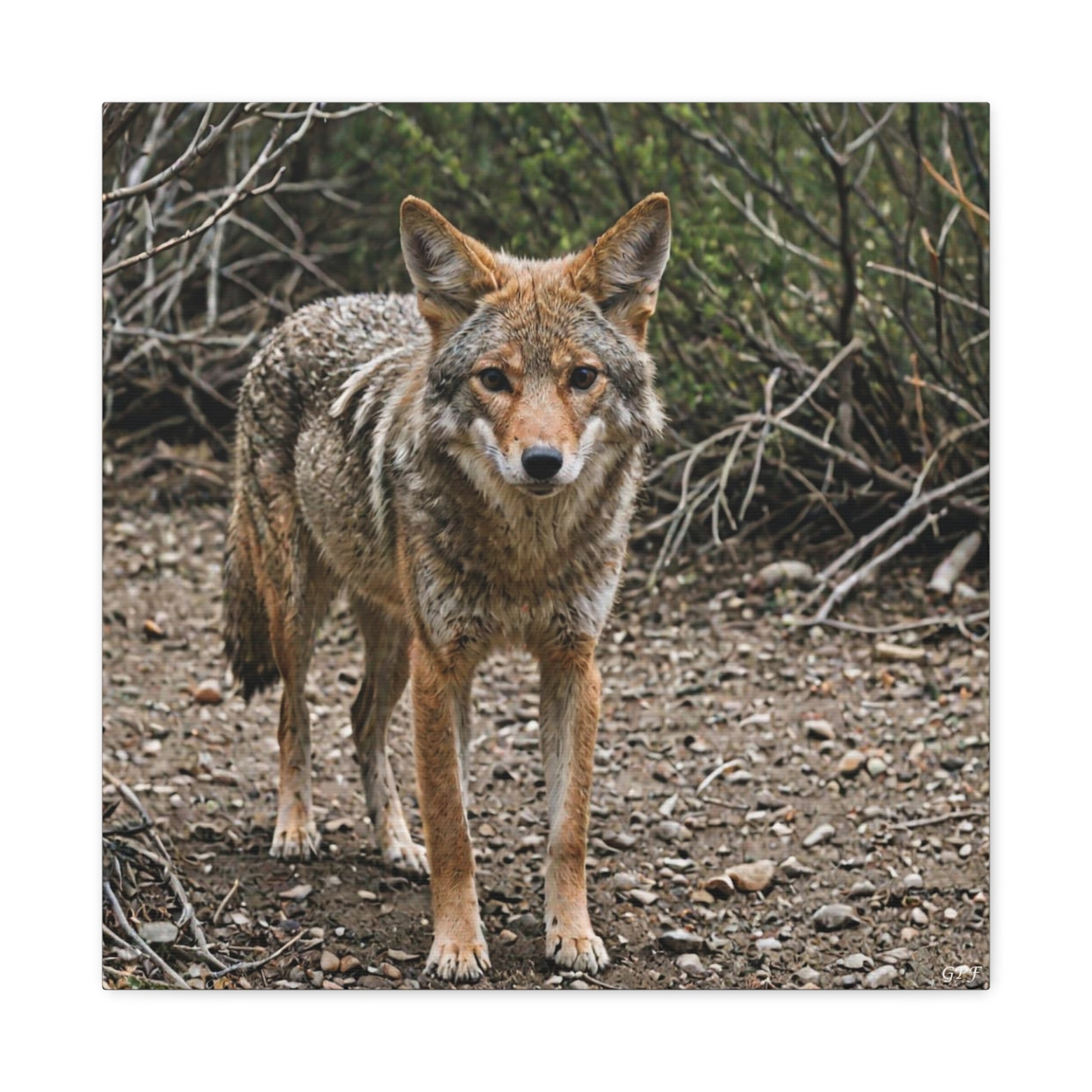 Coyote (071) - Great Pictures Framed