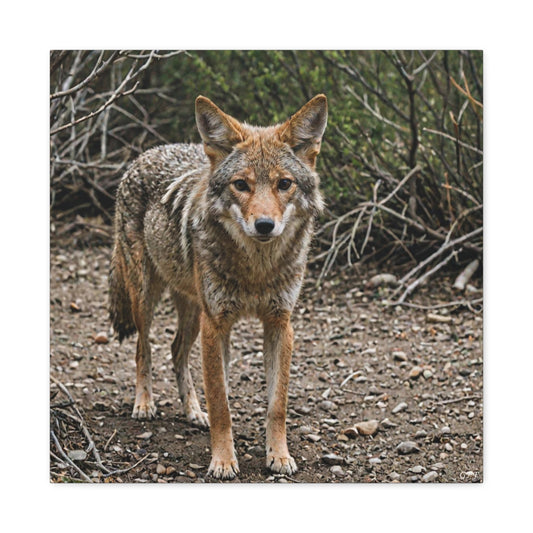 Coyote (071) - Great Pictures Framed