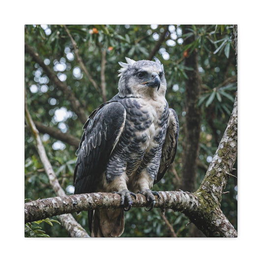 Harpy Eagle (0214) - Great Pictures Framed