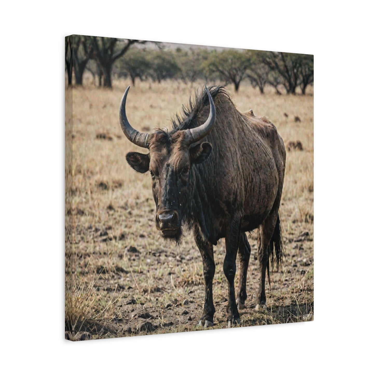 Wildebeest (023) - Great Pictures Framed