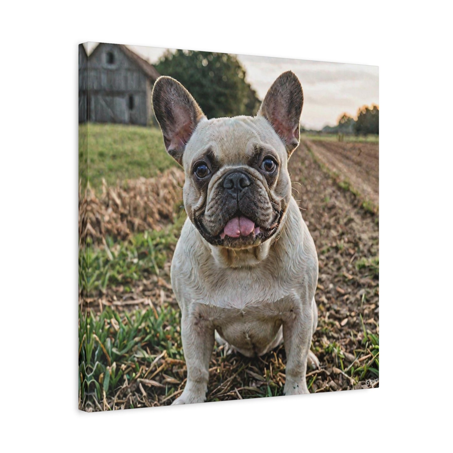 French Bulldog (050) - Great Pictures Framed