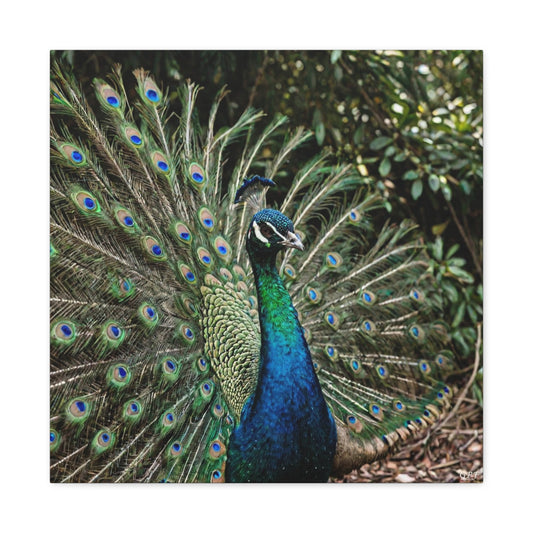 Green Peafowl (0053) - Great Pictures Framed