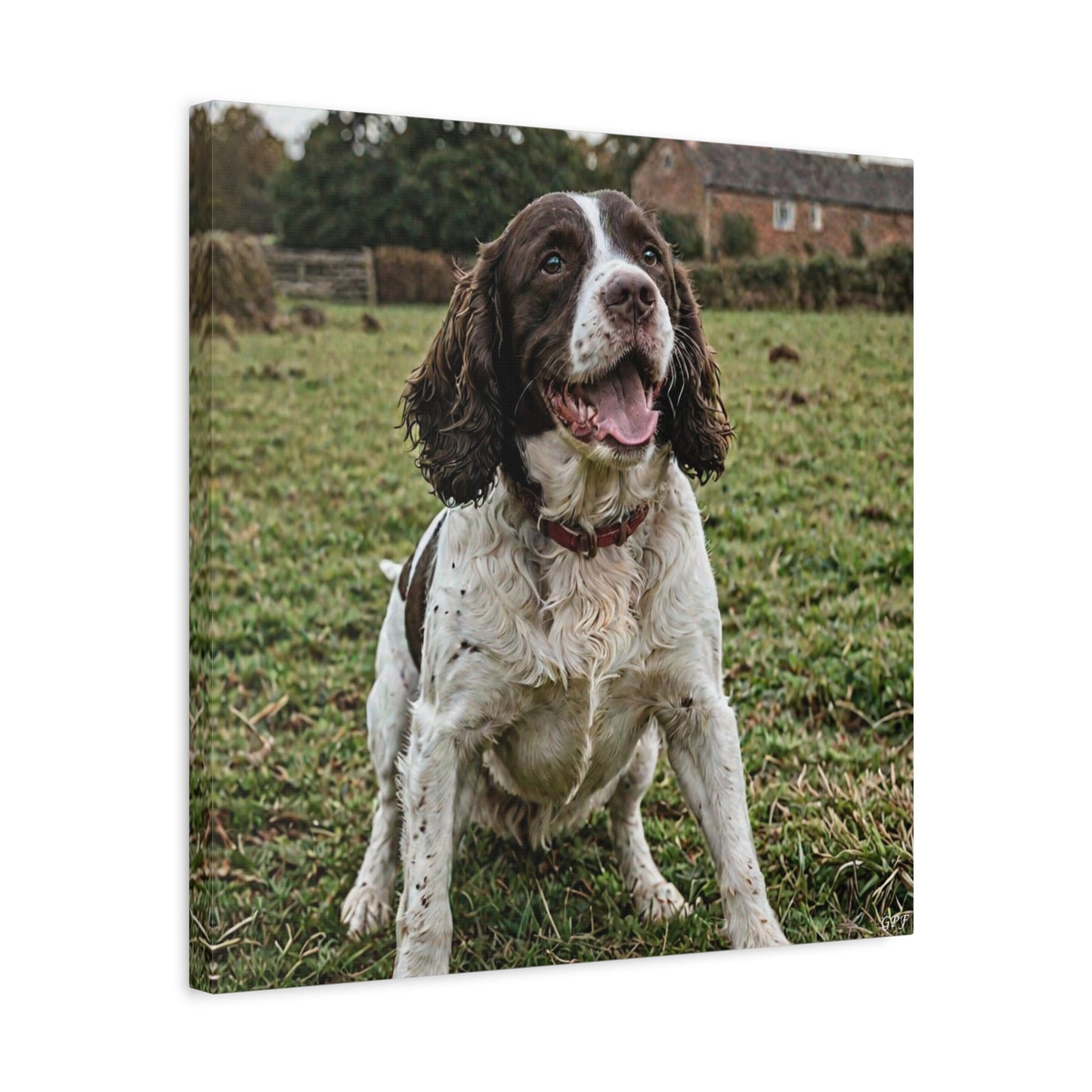 English Springer Spaniel (048) - Great Pictures Framed
