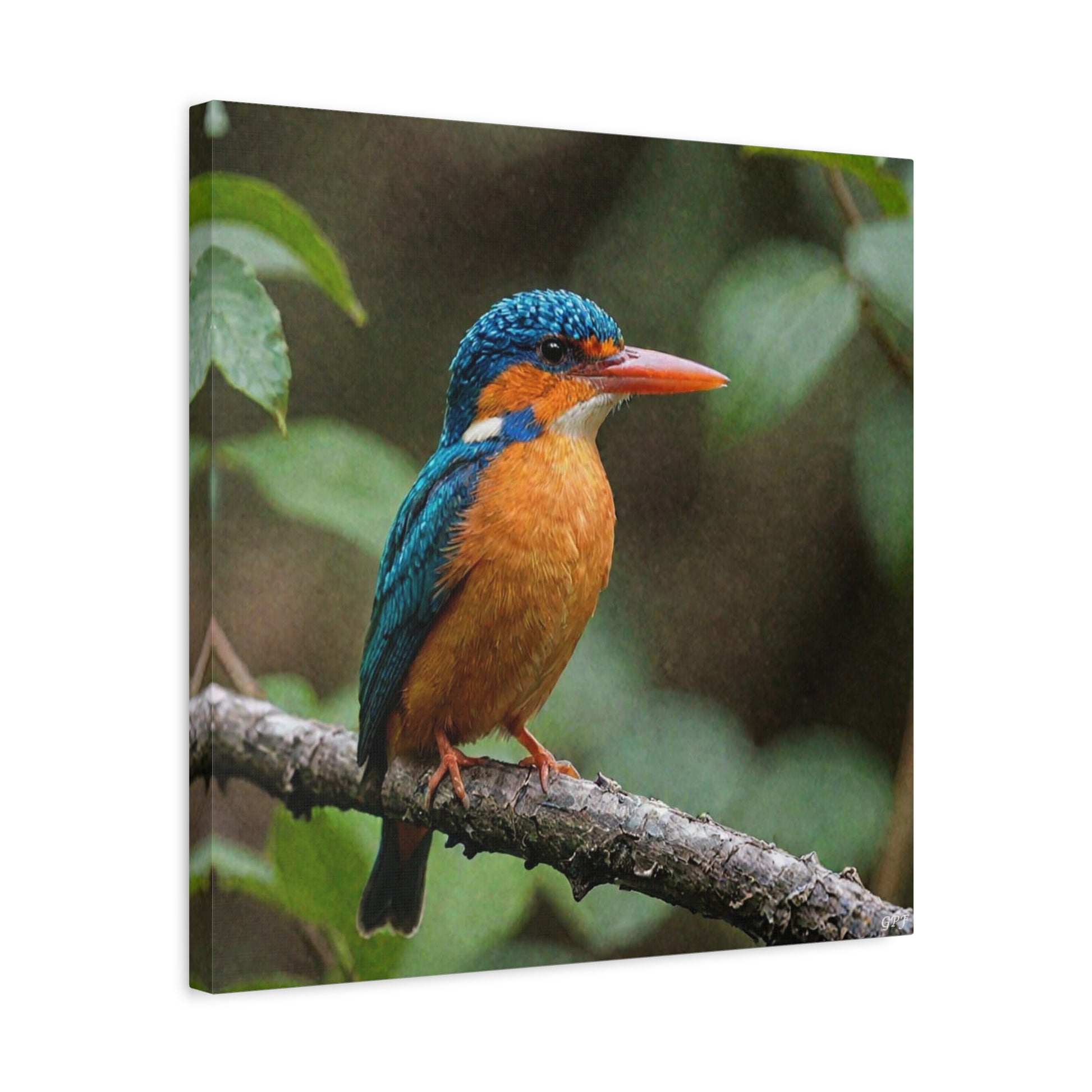 Oriental Dwarf Kingfisher (0065) - Great Pictures Framed