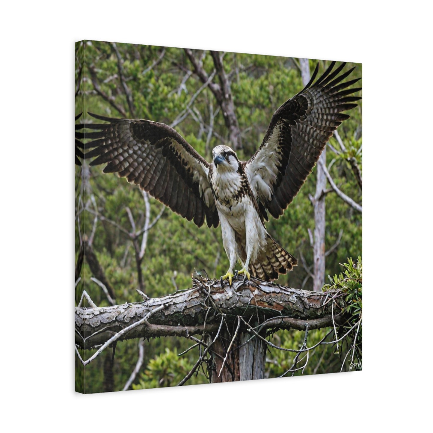 Osprey (0182) - Great Pictures Framed