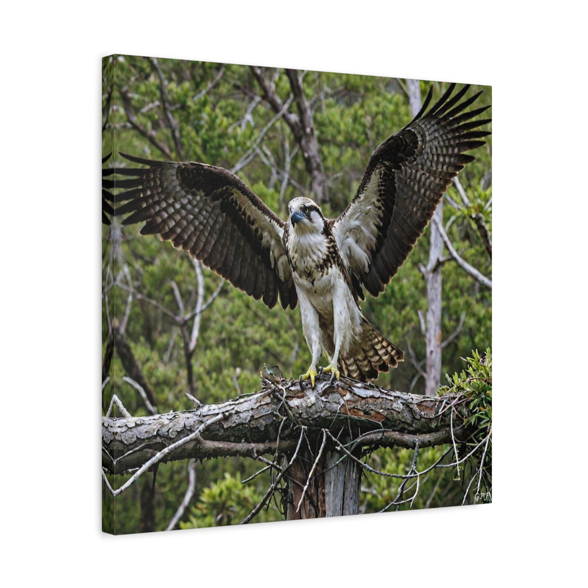 Osprey (0182) - Great Pictures Framed