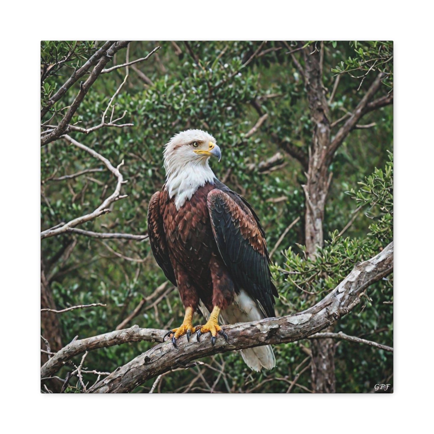 African Fish Eagle (0003) - Great Pictures Framed