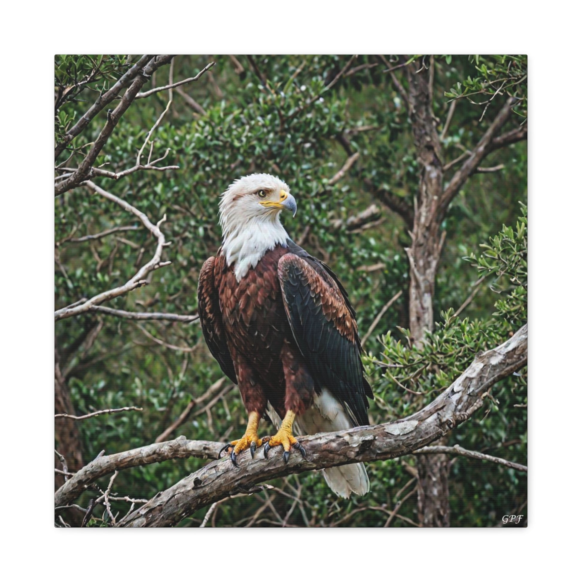 African Fish Eagle (0003) - Great Pictures Framed