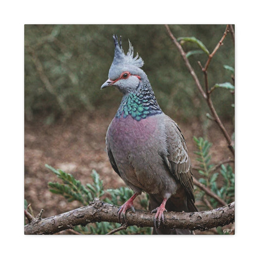 Crested Pigeon (0090) - Great Pictures Framed