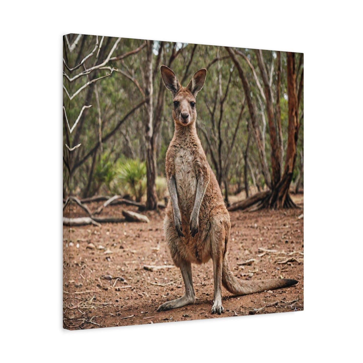 Kangaroo (17) - Great Pictures Framed