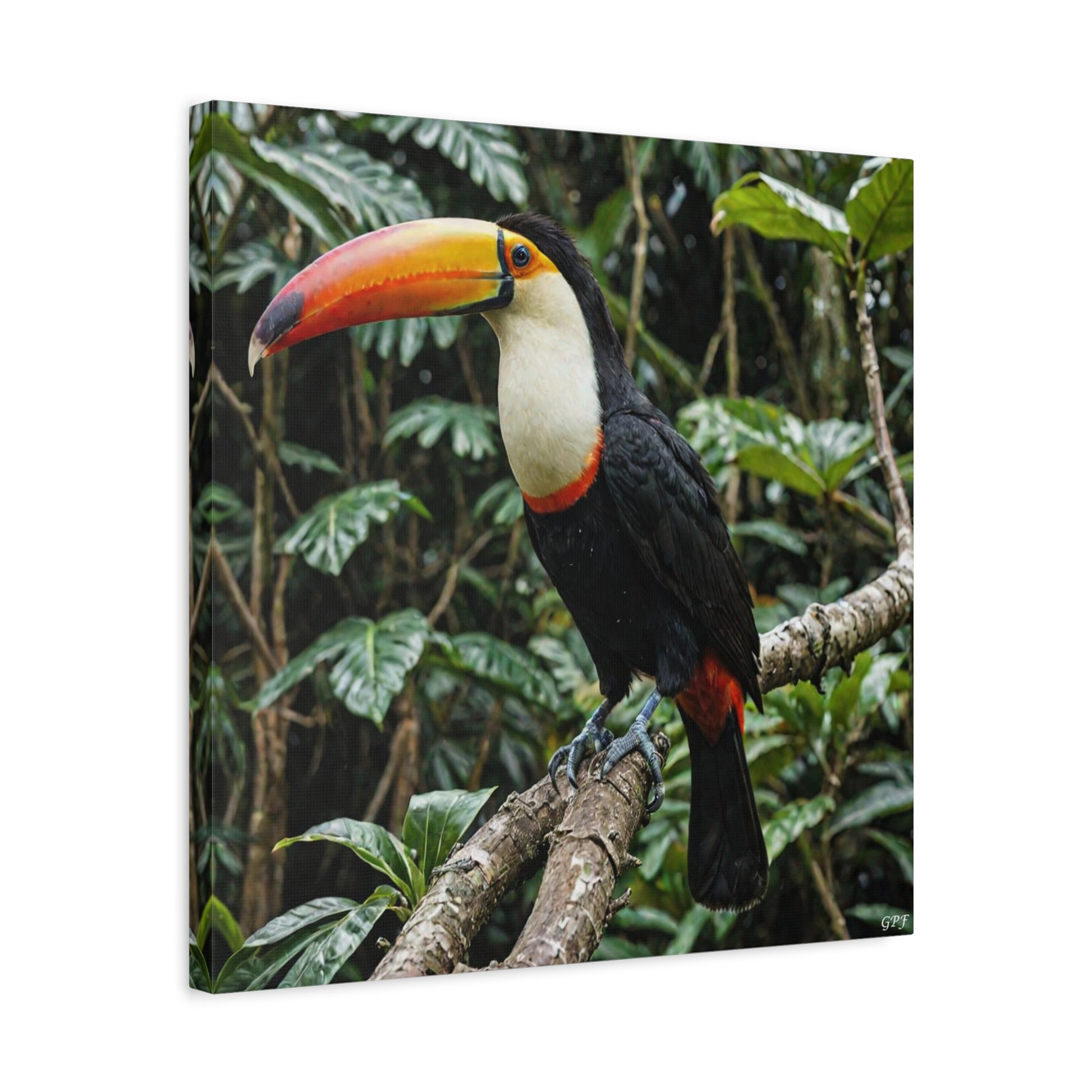 Toco Toucan (104) - Great Pictures Framed