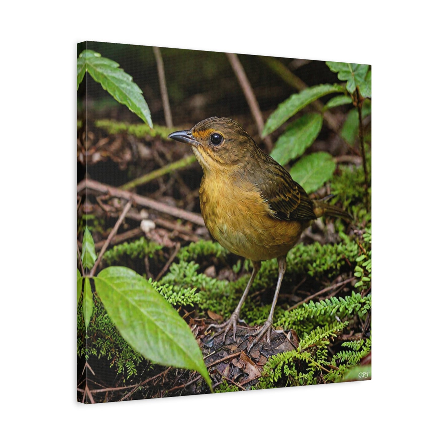 Yellow-breasted Antpitta (0238) - Great Pictures Framed