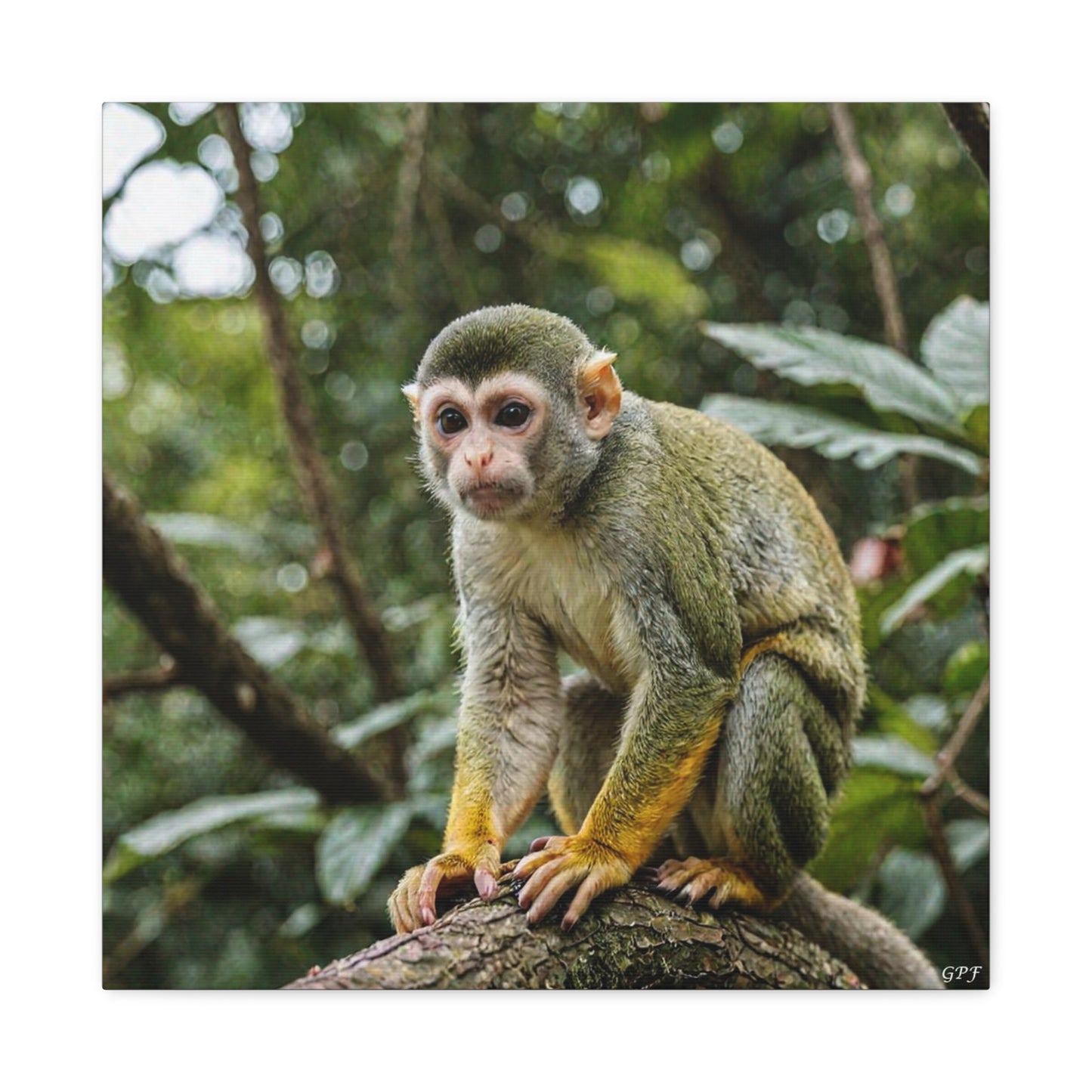 Squirrel Monkey (111) - Great Pictures Framed