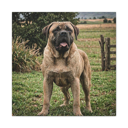 Mastiff (069) - Great Pictures Framed