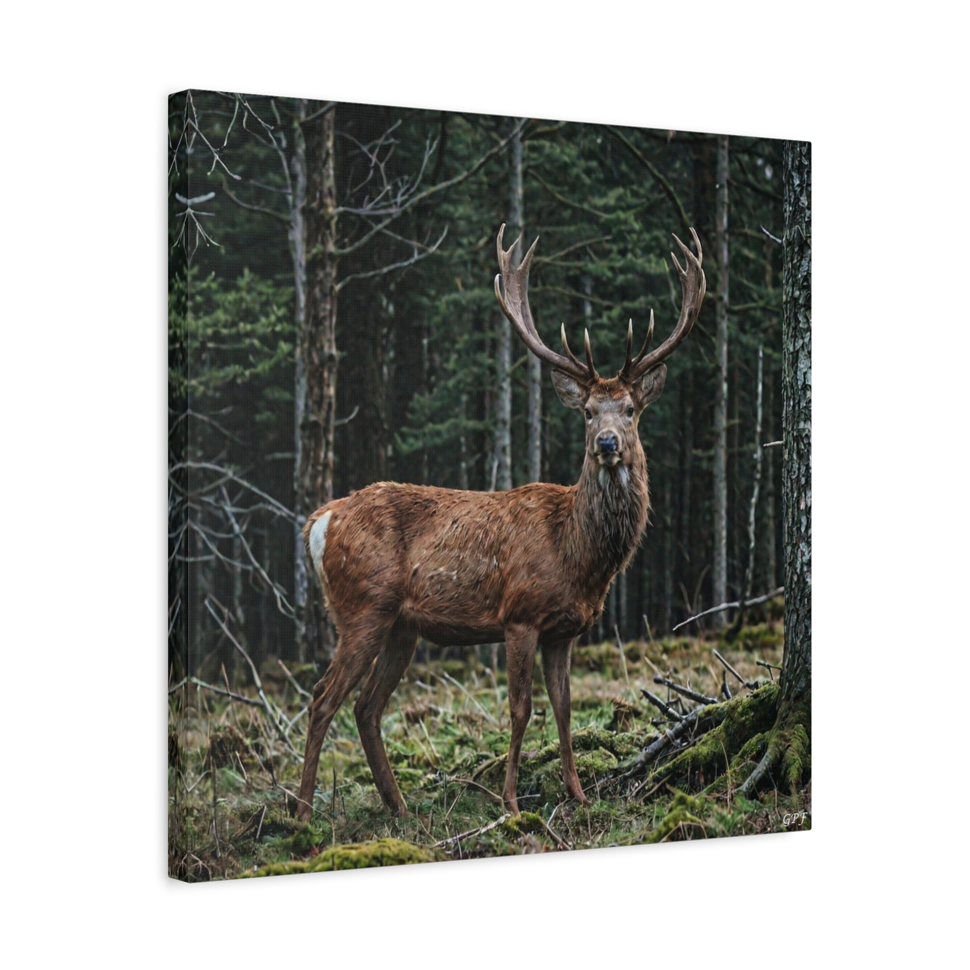 Red Deer (126) - Great Pictures Framed