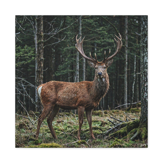 Red Deer (126) - Great Pictures Framed