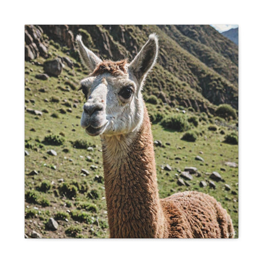 Llama (083) - Great Pictures Framed
