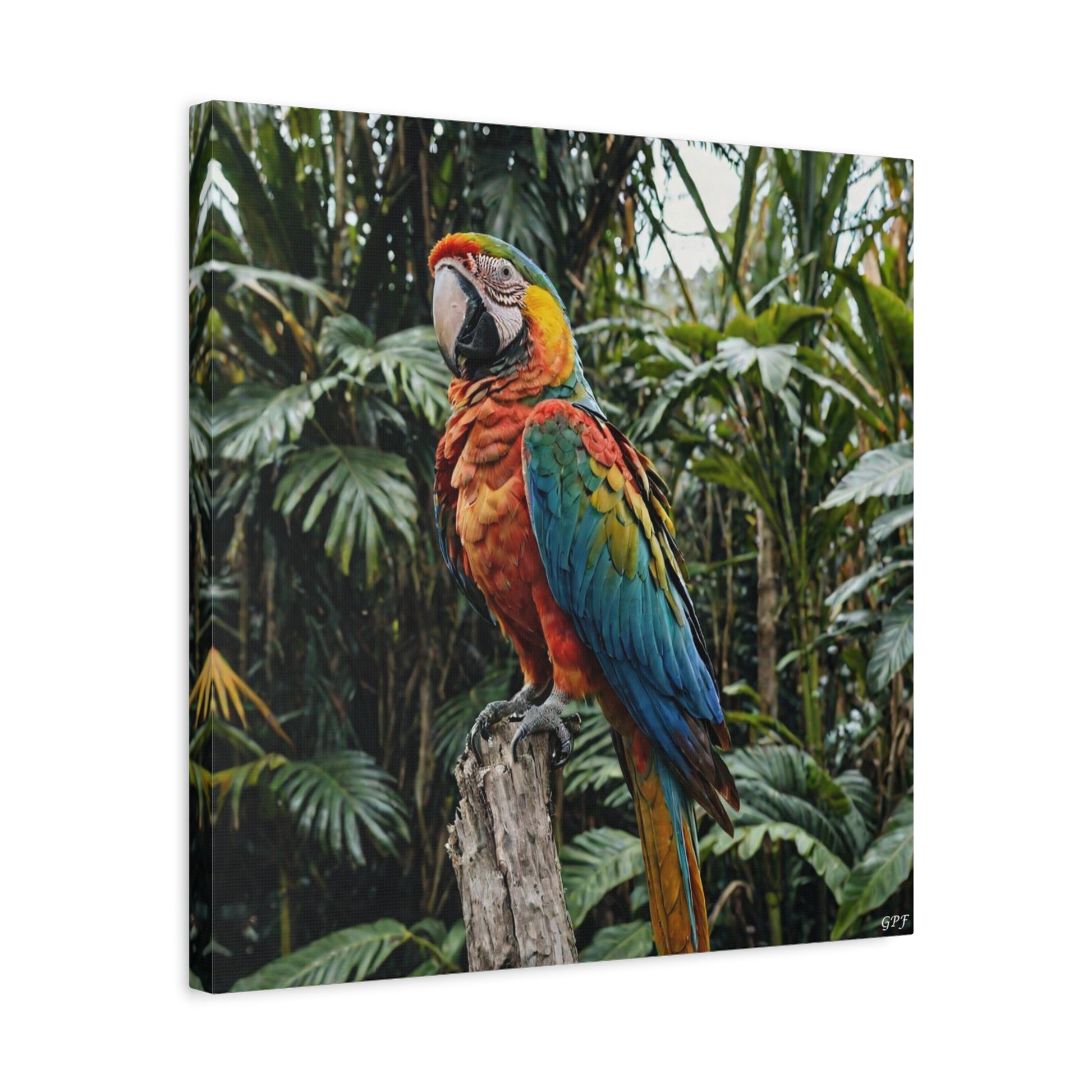 Macaw (093) - Great Pictures Framed