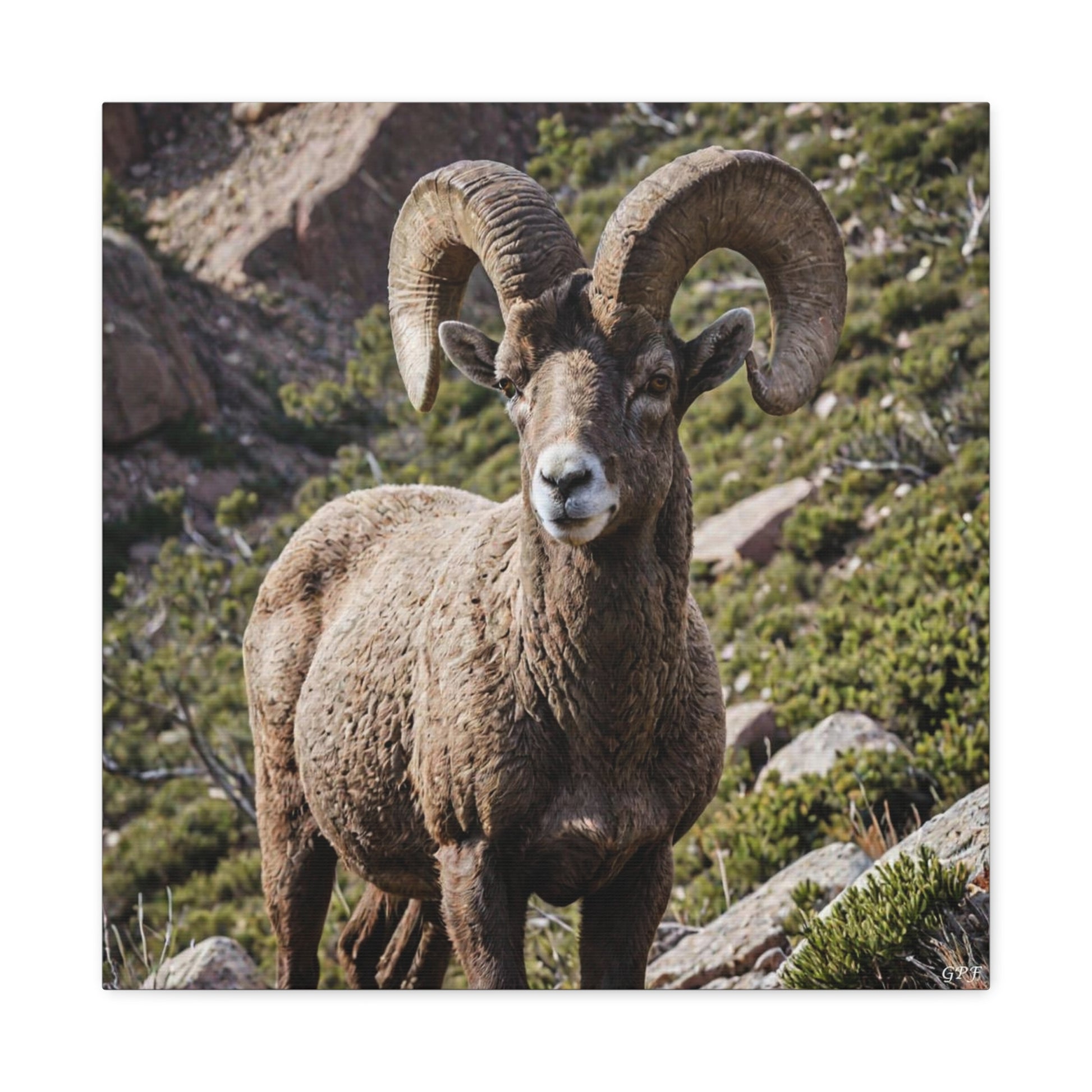 Bighorn Sheep (062) - Great Pictures Framed