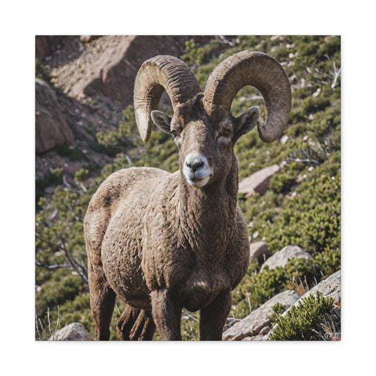 Bighorn Sheep (062) - Great Pictures Framed