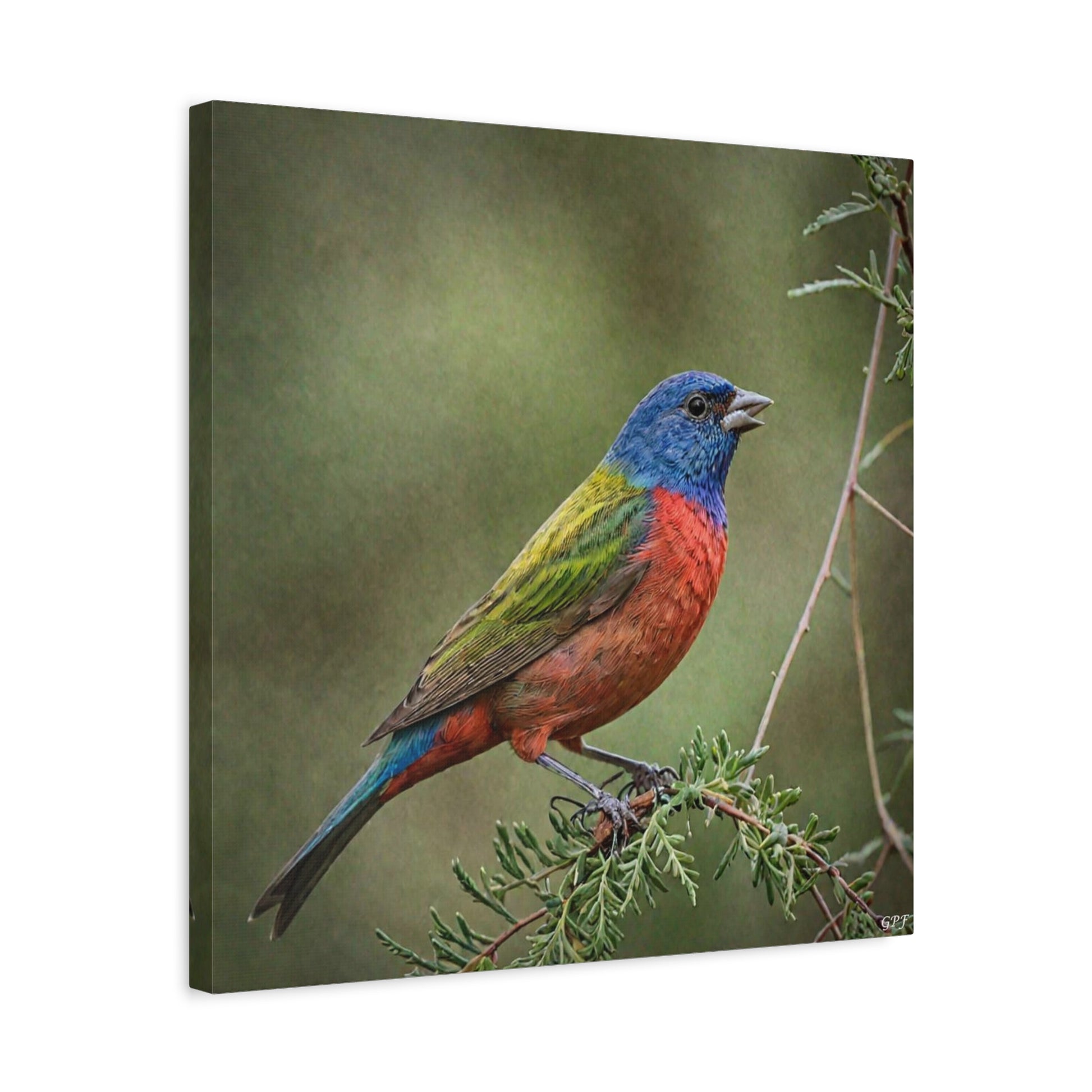 Painted Bunting (0183) - Great Pictures Framed
