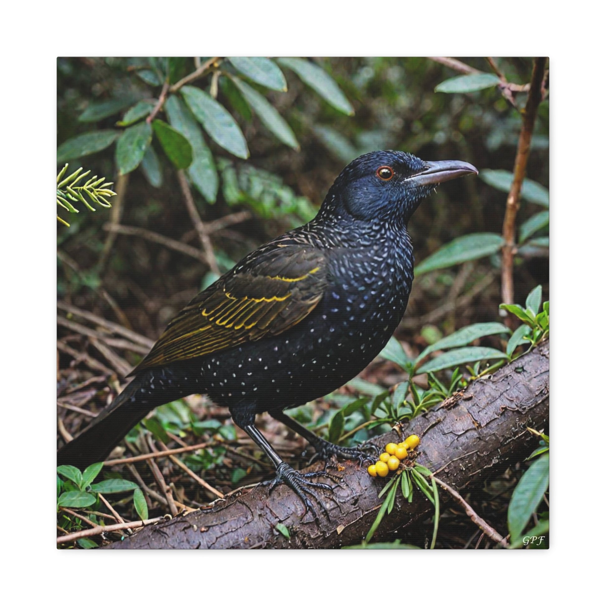 Regent Bowerbird (0111) - Great Pictures Framed