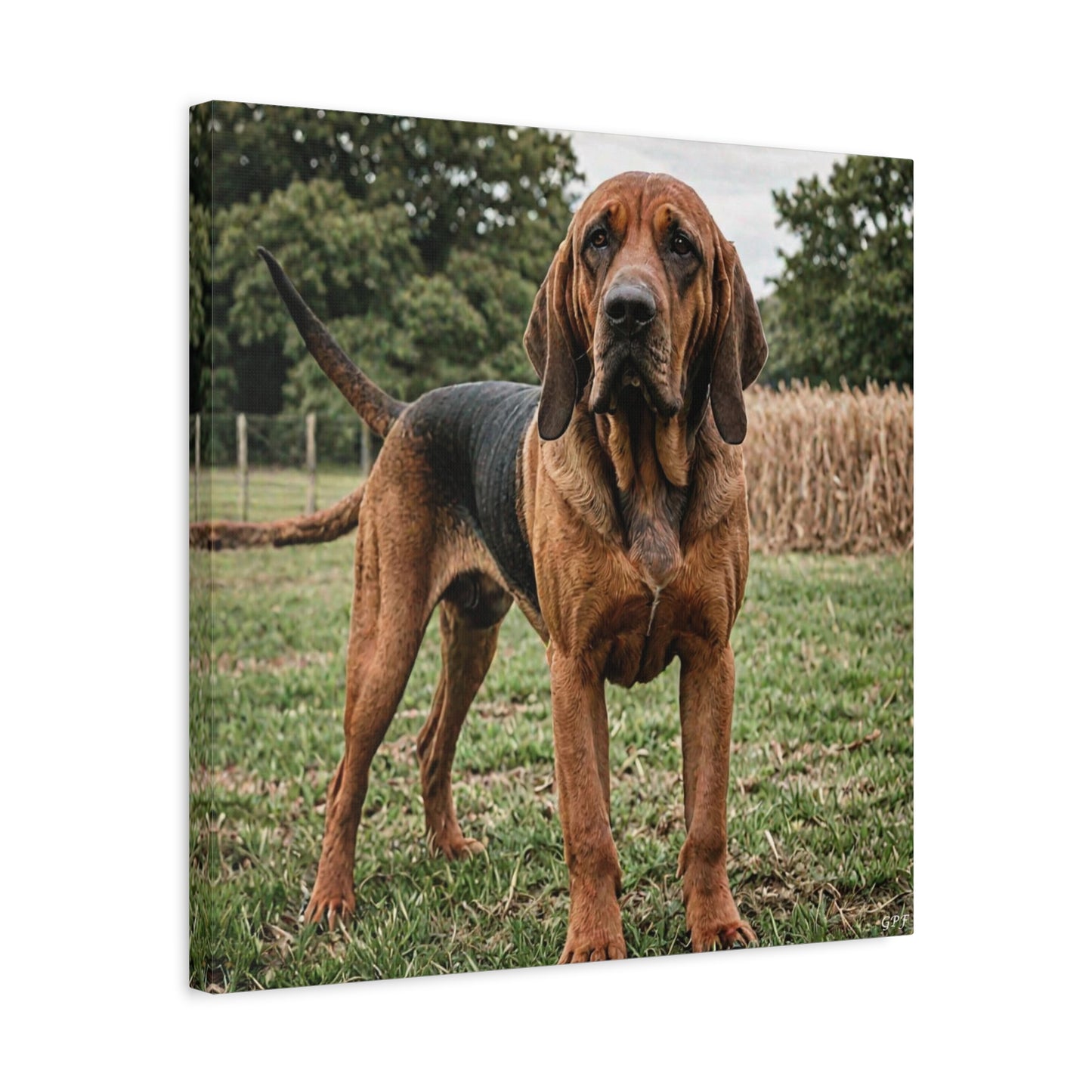 Bloodhound (021) - Great Pictures Framed