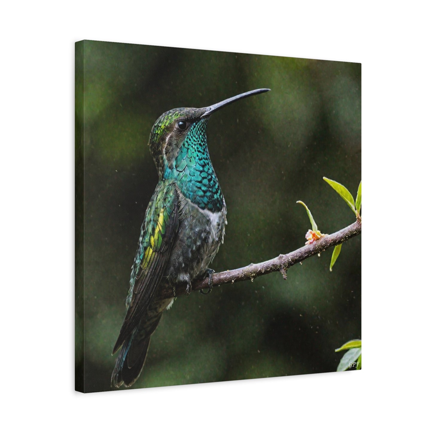Sword-billed Hummingbird (0234) - Great Pictures Framed
