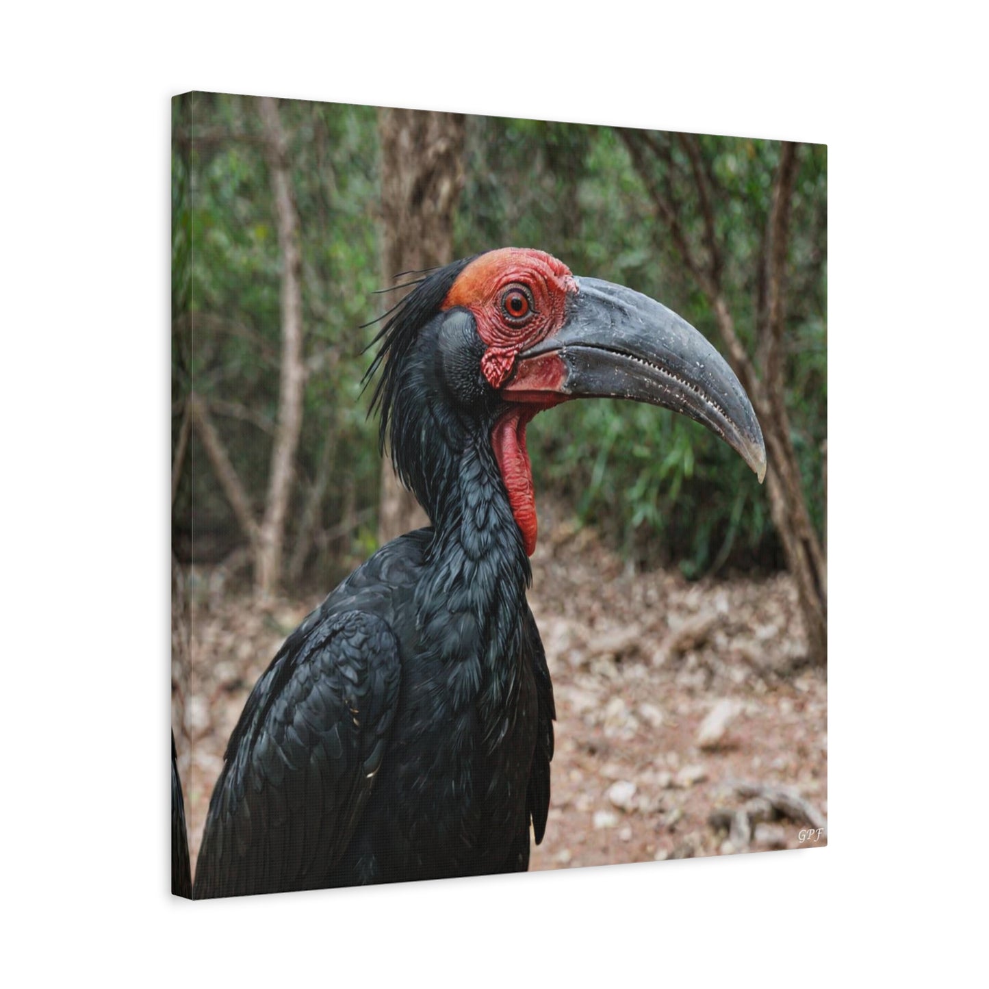 Southern Ground Hornbill (0033) - Great Pictures Framed