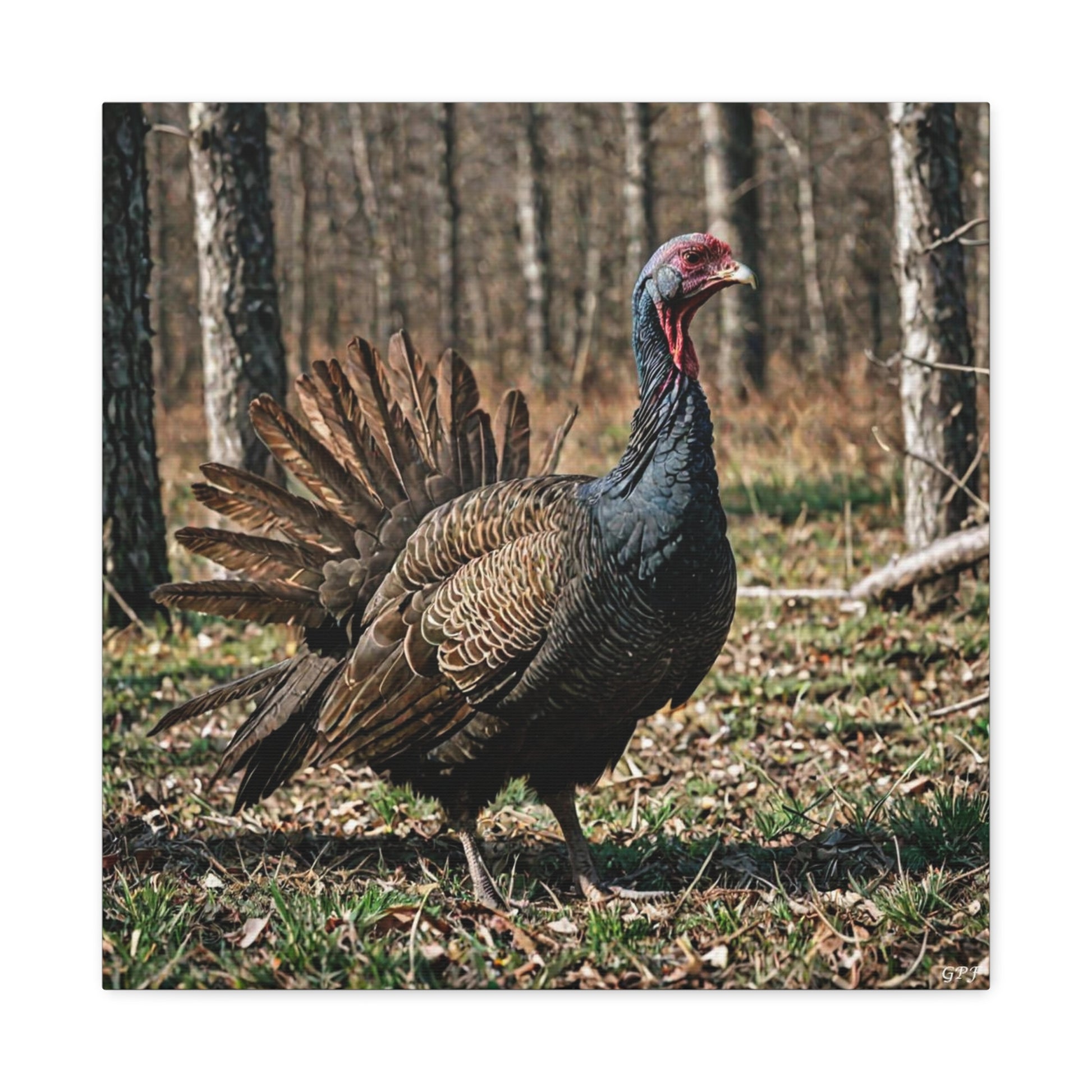 Wild Turkey (0198) - Great Pictures Framed