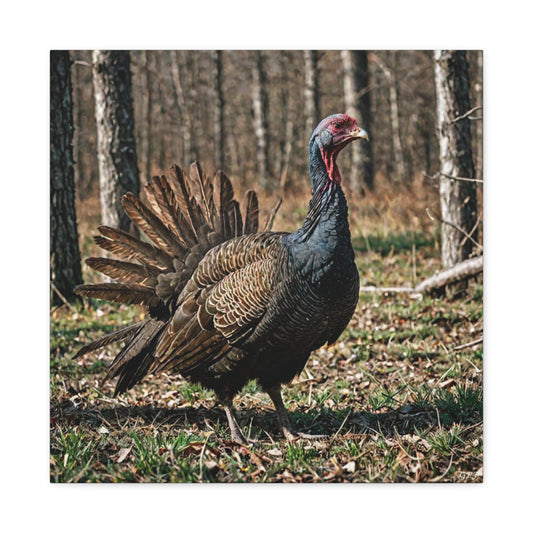 Wild Turkey (0198) - Great Pictures Framed