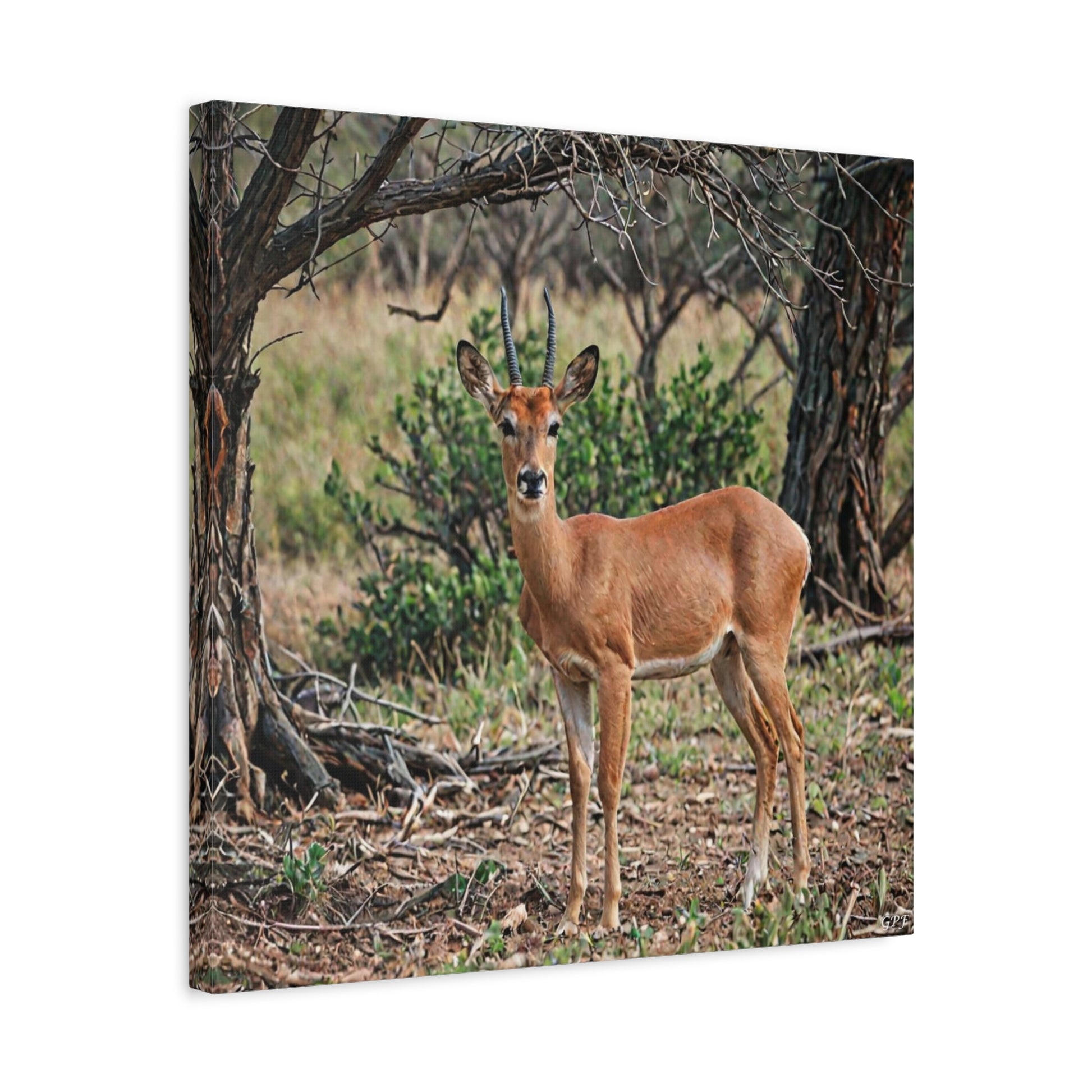 Impala (037) - Great Pictures Framed