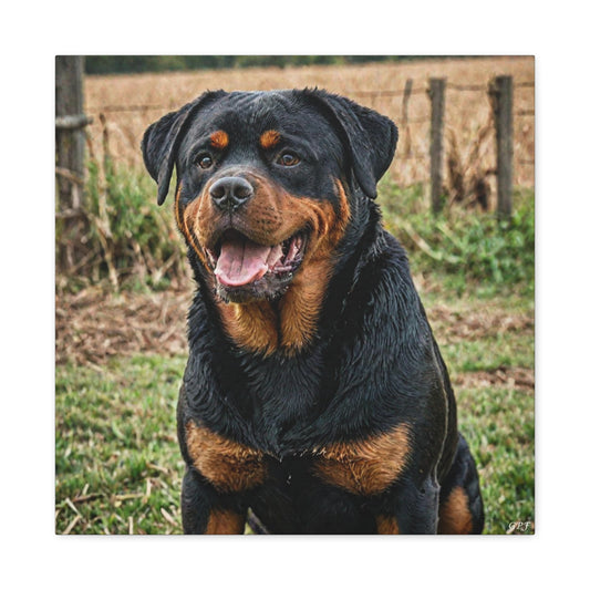 Rottweiler (087) - Great Pictures Framed