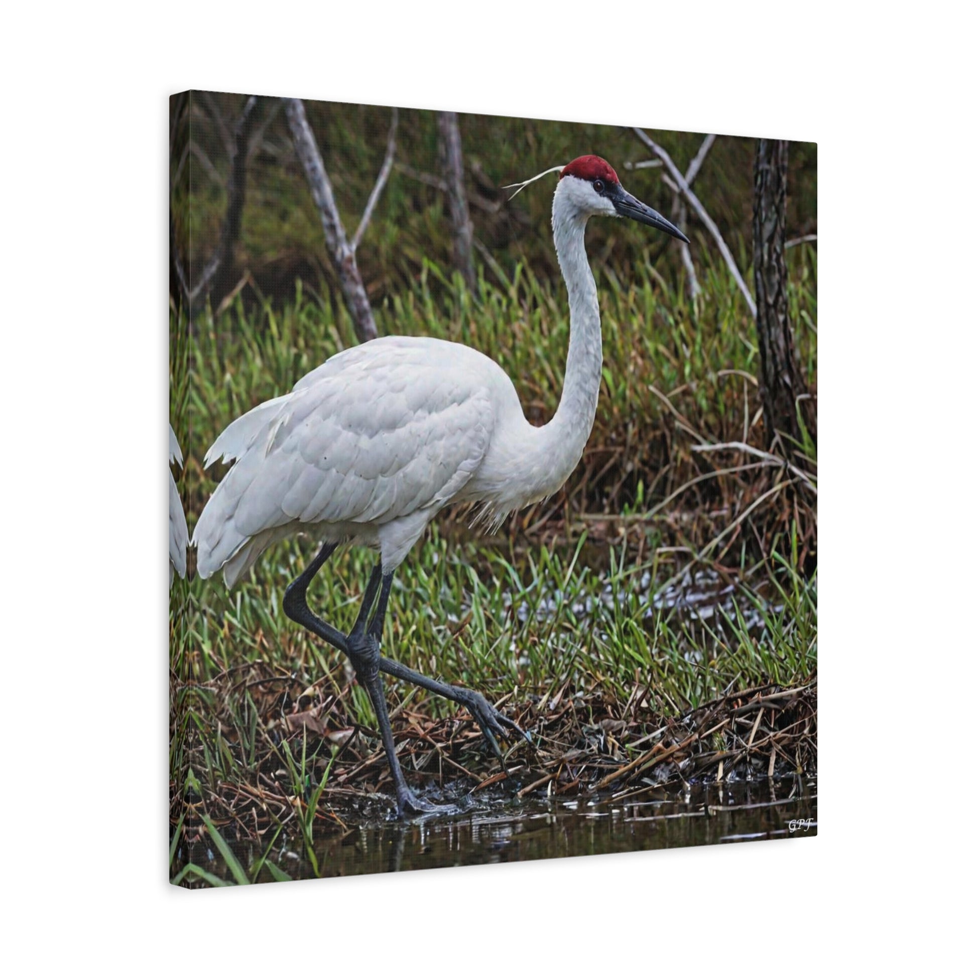 Whooping Crane (0195) - Great Pictures Framed