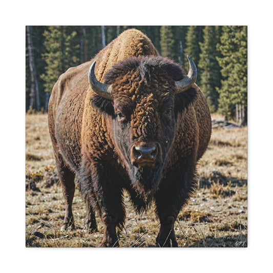 Bison (045) - Great Pictures Framed