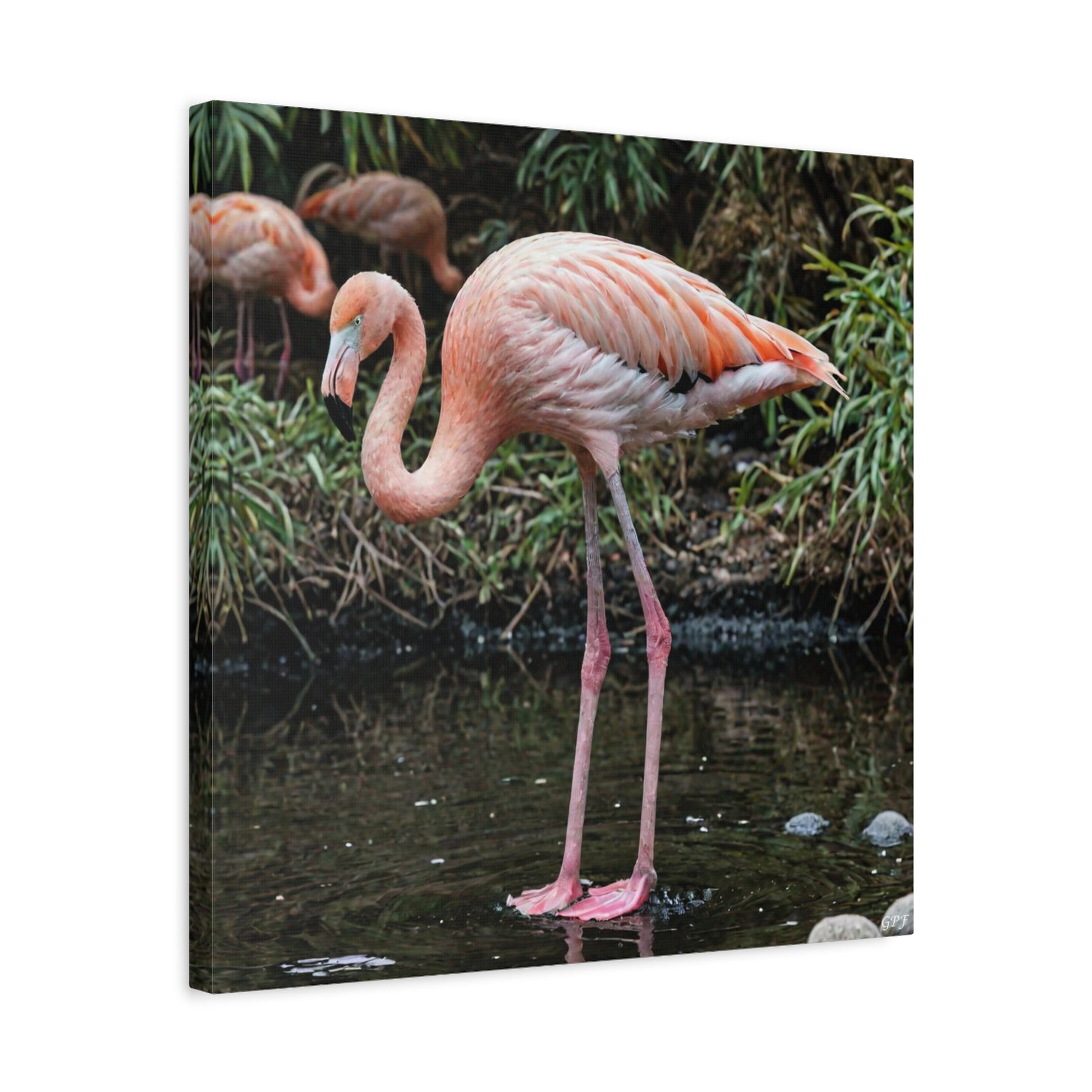 Chilean Flamingo (0210) - Great Pictures Framed