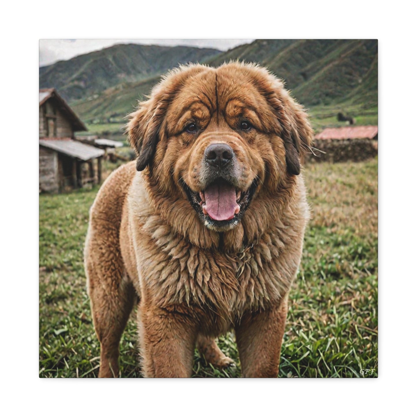 Tibetan Mastiff (102) - Great Pictures Framed