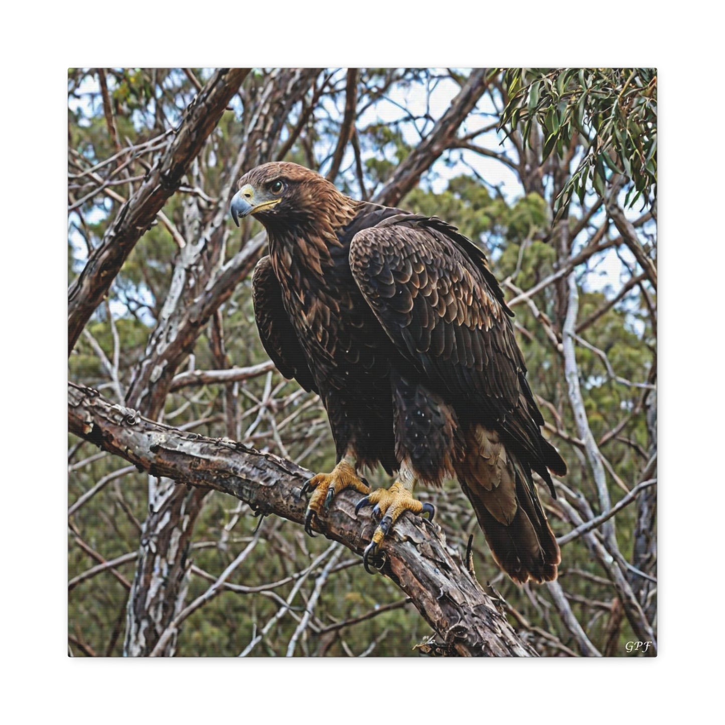 Wedge-tailed Eagle (0119) - Great Pictures Framed