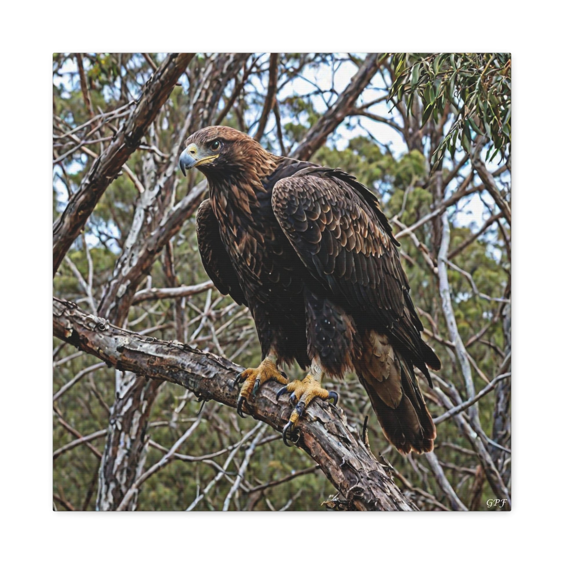 Wedge-tailed Eagle (0119) - Great Pictures Framed
