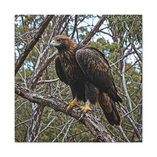 Wedge-tailed Eagle (0119) - Great Pictures Framed