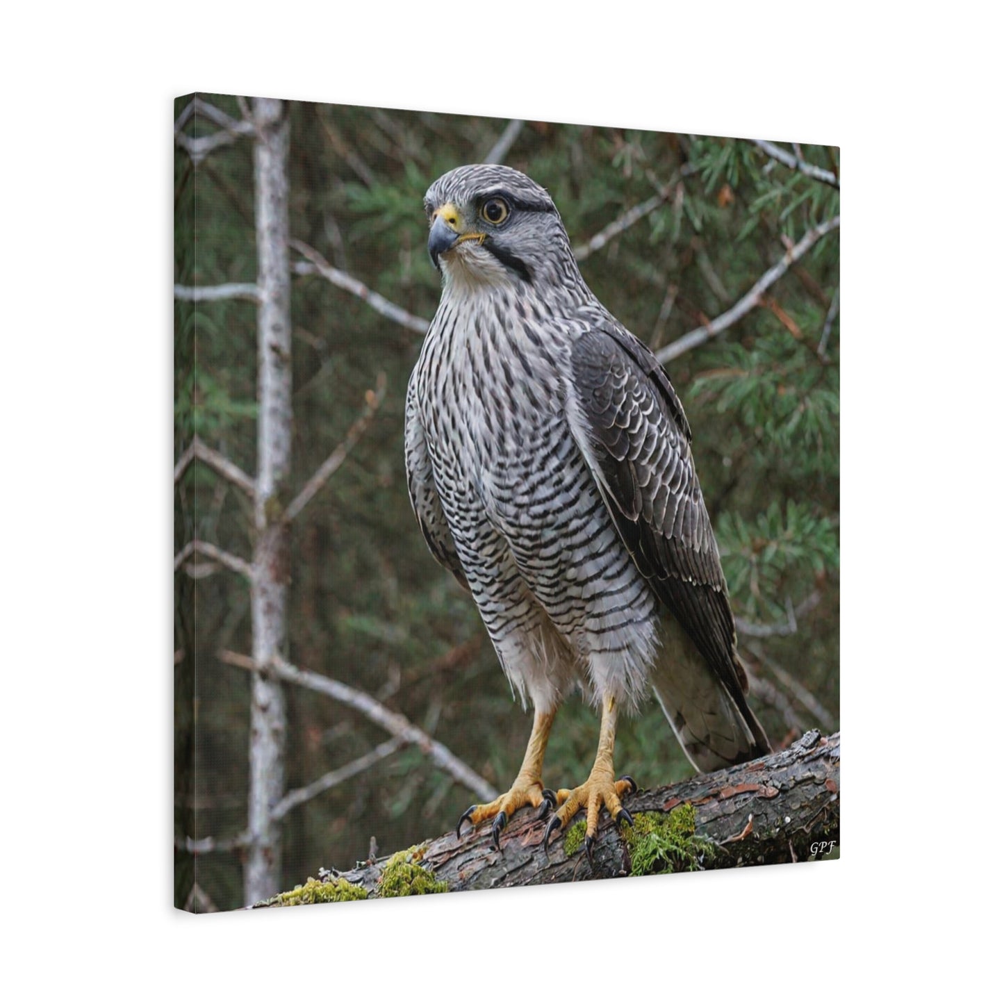 Northern Goshawk (0153) - Great Pictures Framed