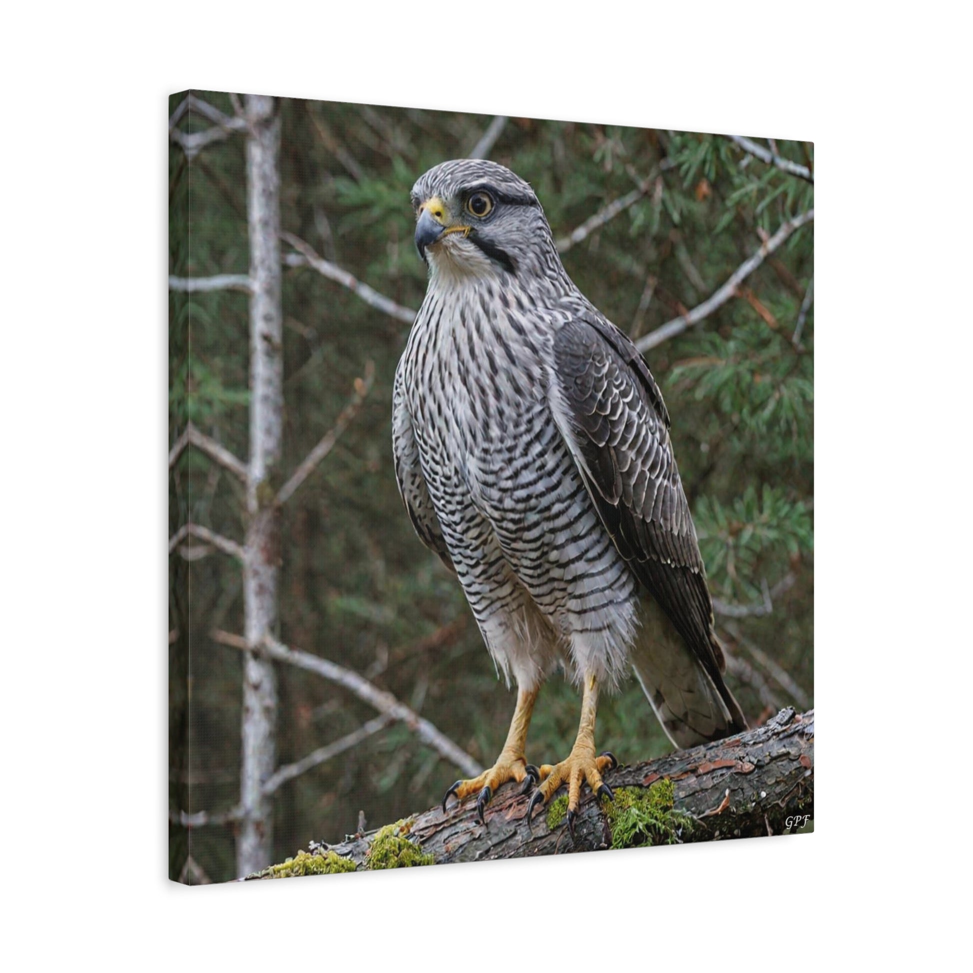 Northern Goshawk (0153) - Great Pictures Framed