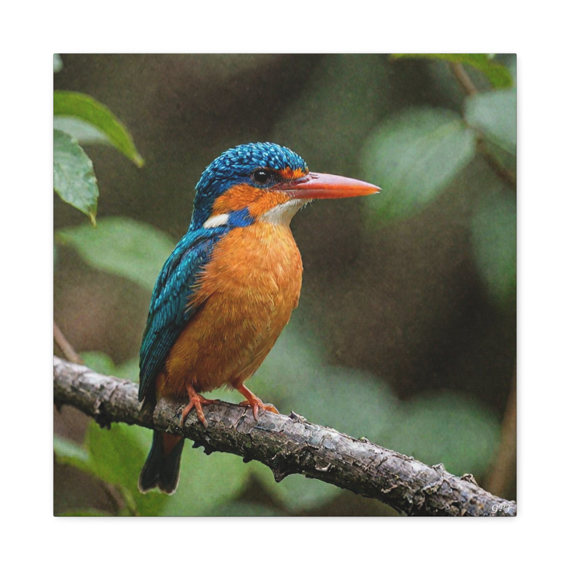 Oriental Dwarf Kingfisher (0065) - Great Pictures Framed