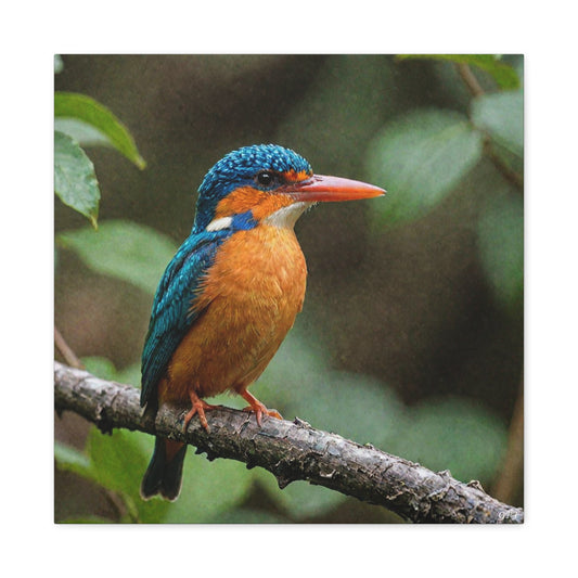 Oriental Dwarf Kingfisher (0065) - Great Pictures Framed