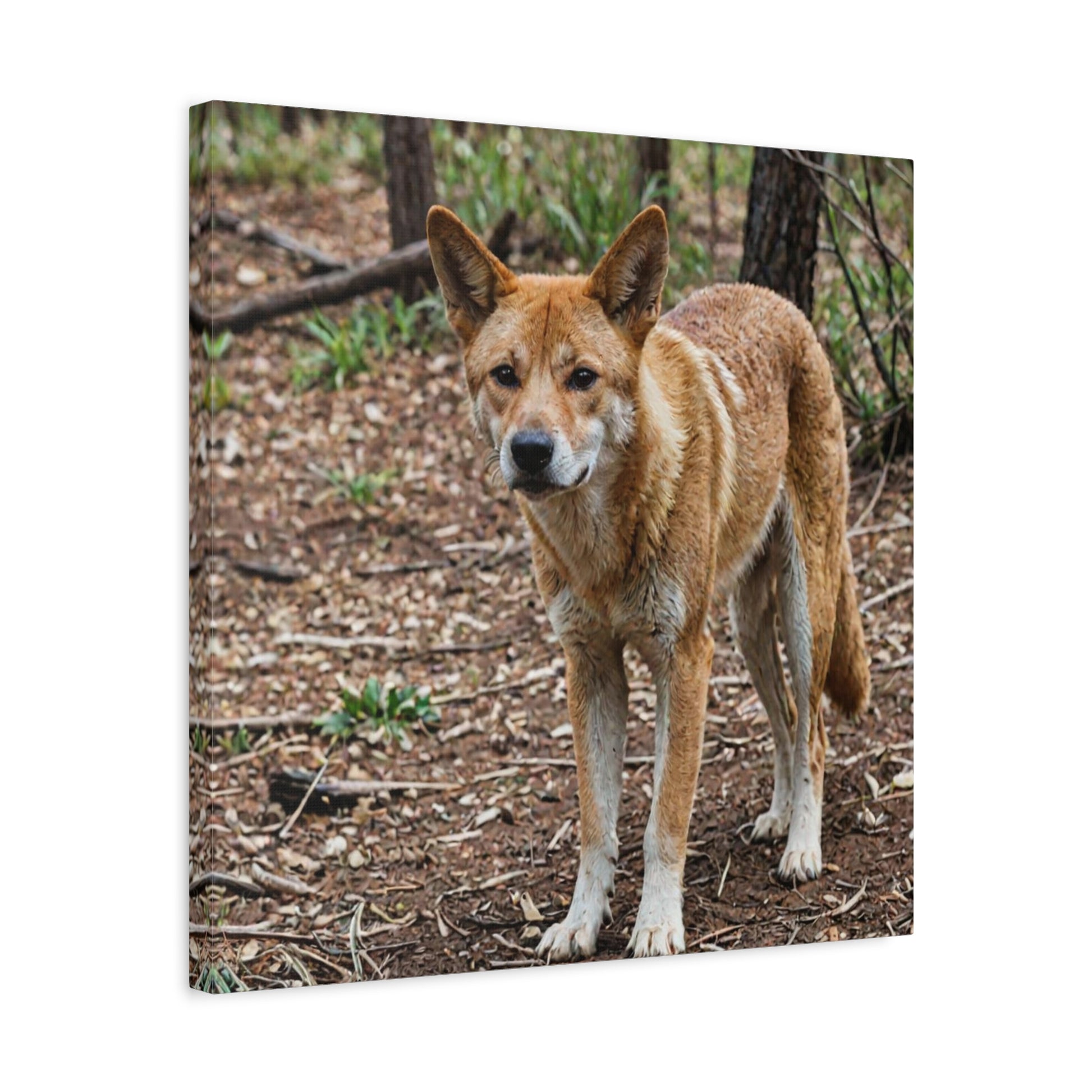 Dingo (6) - Great Pictures Framed