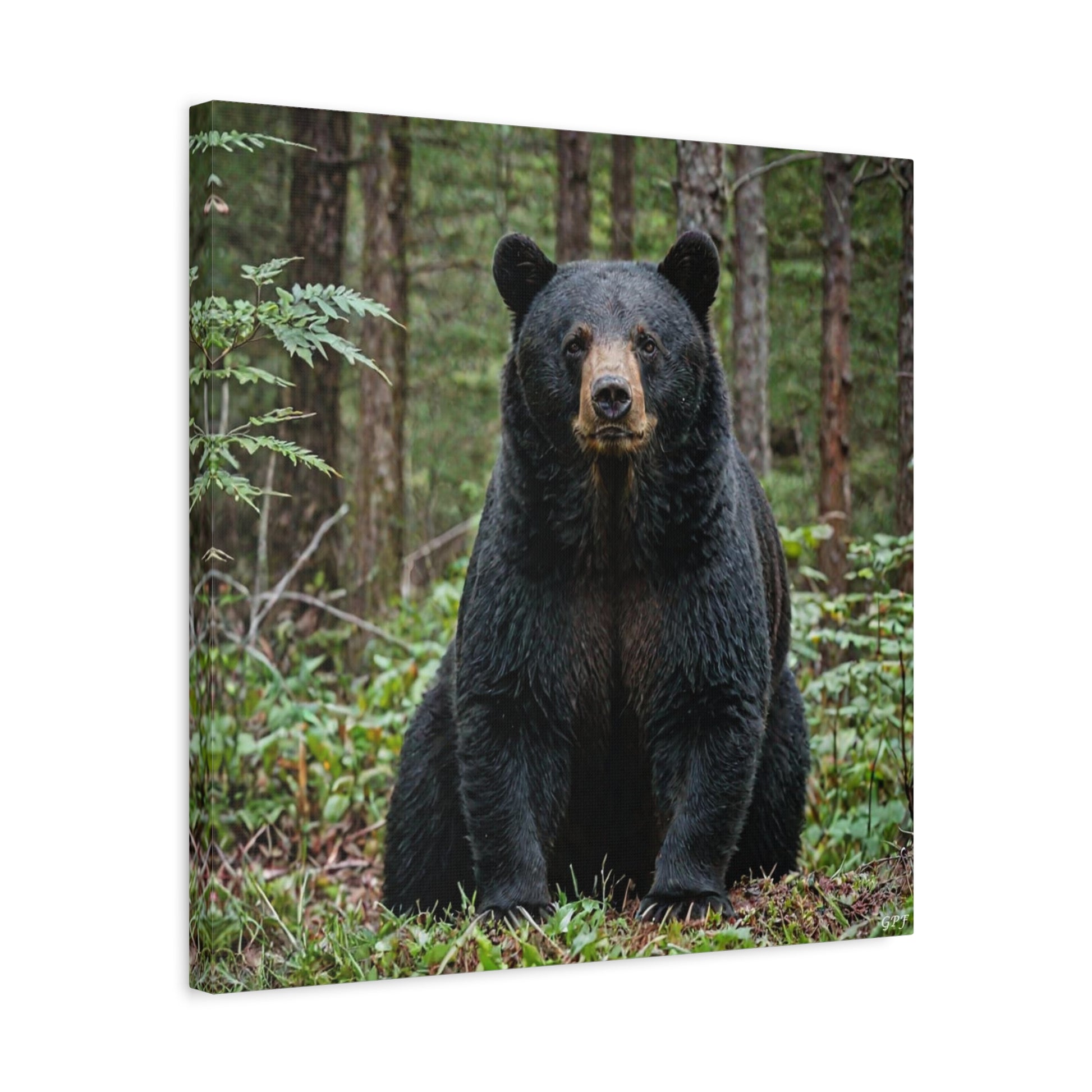 American Black Bear (060) - Great Pictures Framed