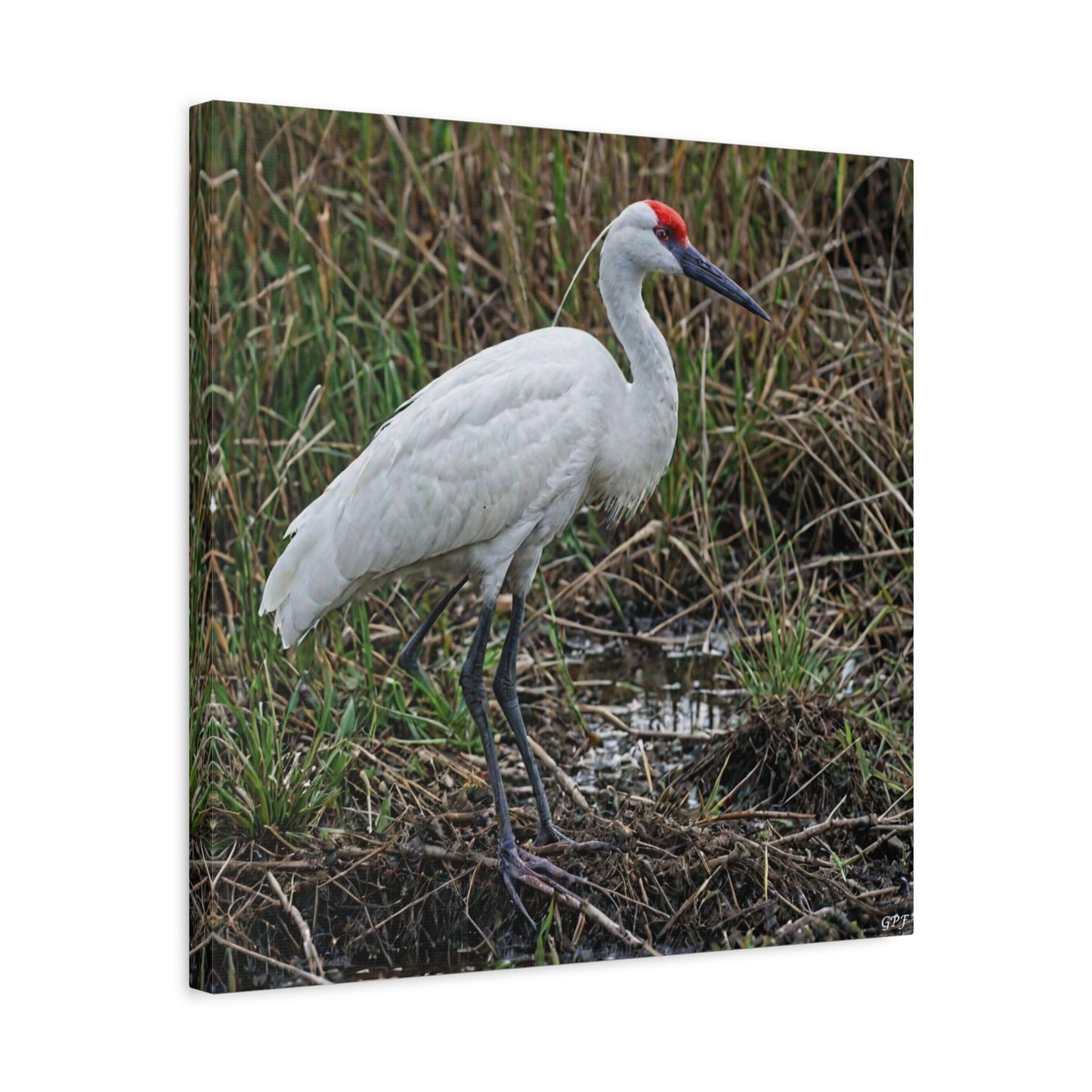 Siberian Crane (0075) - Great Pictures Framed