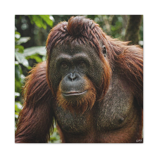 Orangutan (164) - Great Pictures Framed
