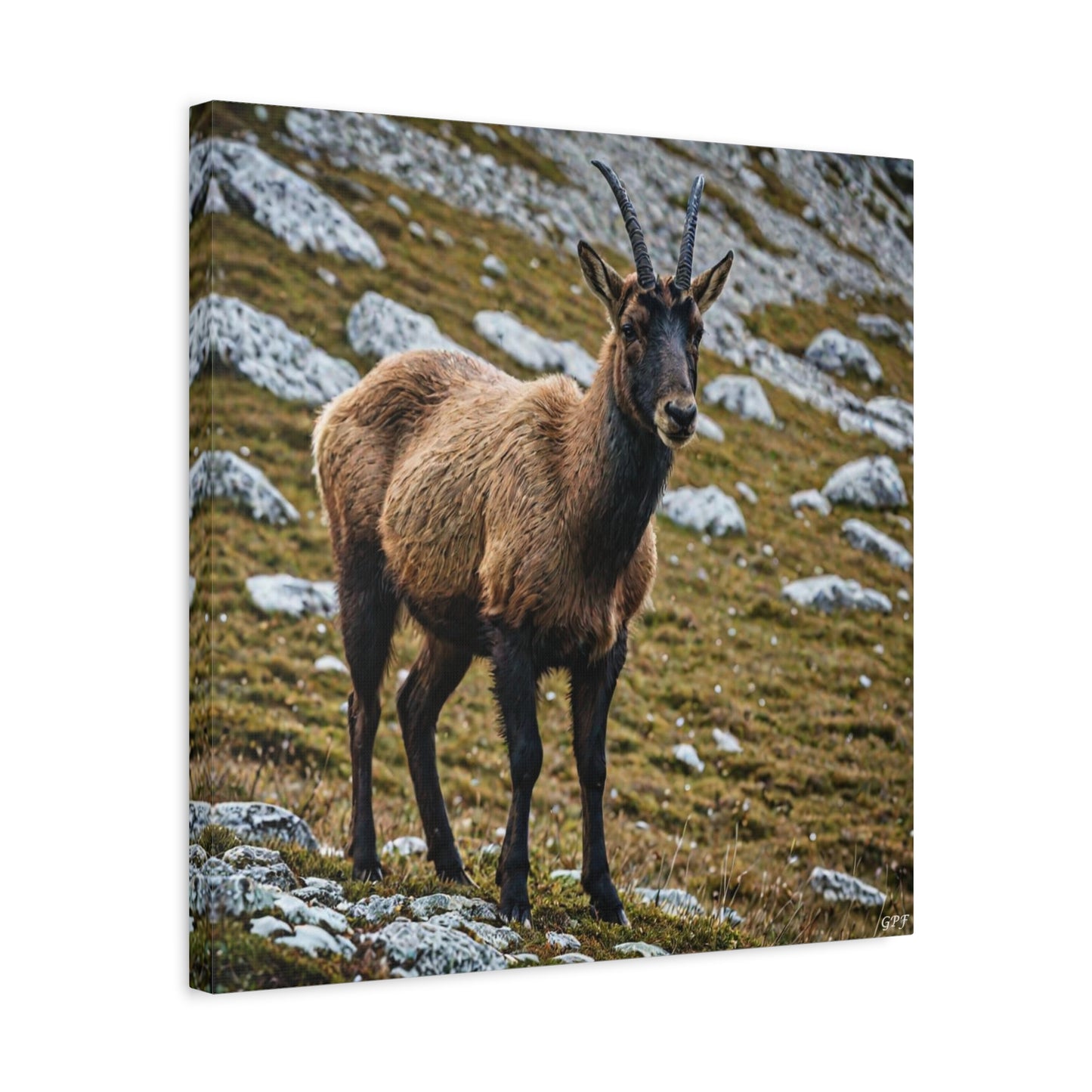 Chamois (135) - Great Pictures Framed